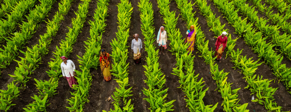 Sidhyapurity - organic millets products