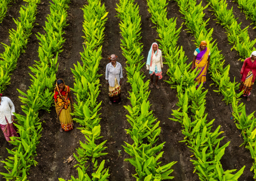 Sidhyapurity - organic millets products